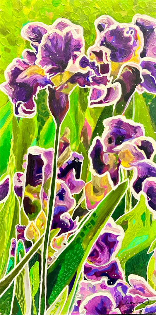 Irises at the Flower Farm